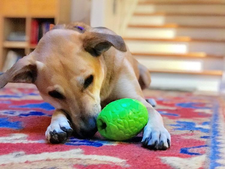 Dinosaur Egg Dog Chew Toy & Treat Dispenser - USA Made | SodaPup